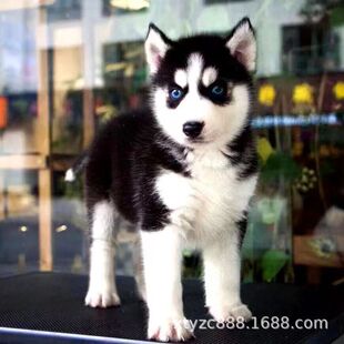 ���ۼ��N��ʿ����Ȯѩ��Ȯ�{�۶���С����������Ȯ�͌��ﹷ�����w