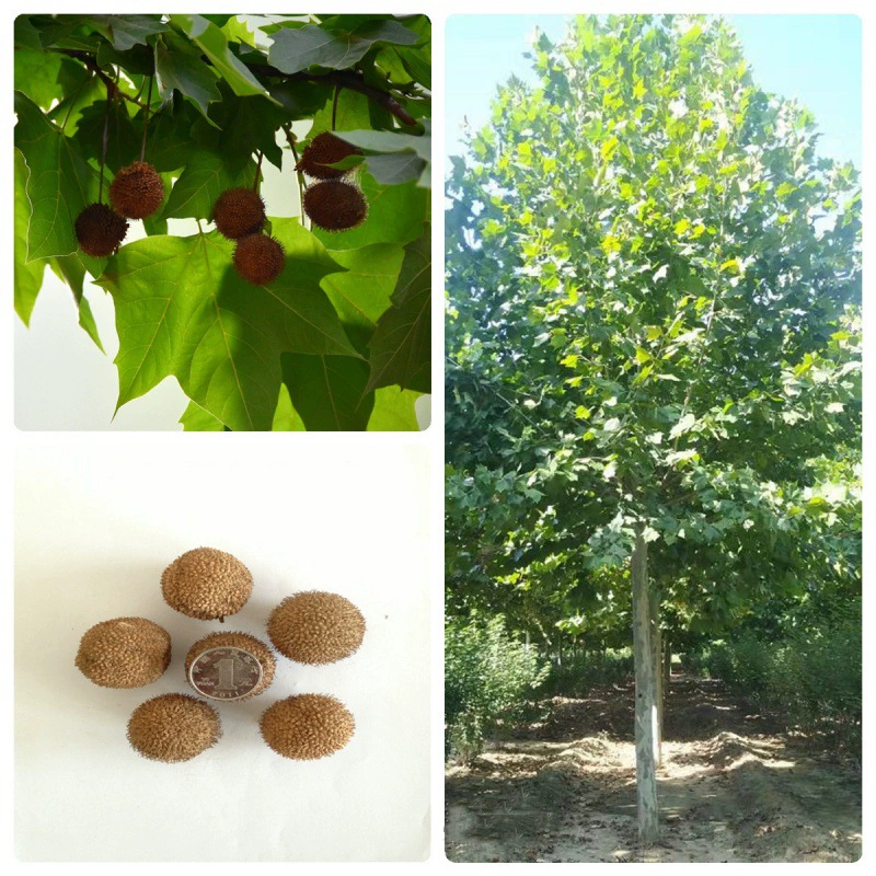 Семена деревьев Семена лесных деревьев Домашние оптом Четыре сезона Многолетний проект Озеленение Семена листвы