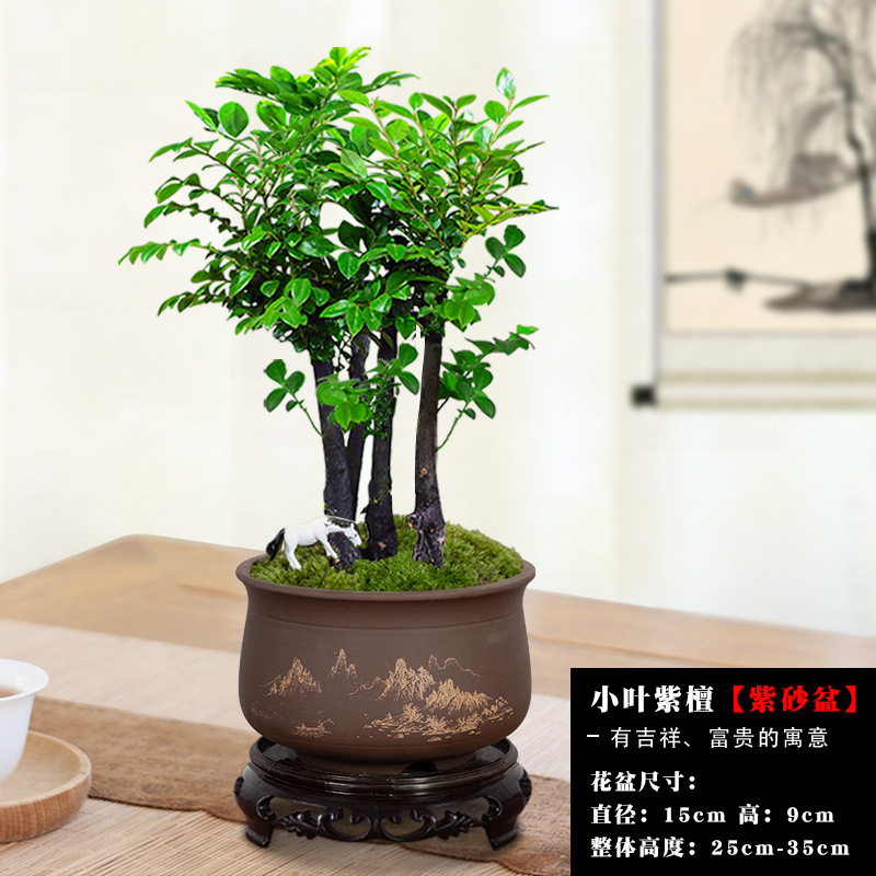 여러 개의 붉은 백단향 + 보라색 모래 산 강 분지/무료 기본 조랑말