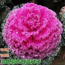 红色羽衣甘蓝种子正品牡丹菜红羽衣种籽阳台盆栽好吃易种蔬菜种