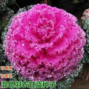 �tɫ���¸��{�N����Ʒĵ���˼t���·N���̨���Ժó��׷N�߲˷N