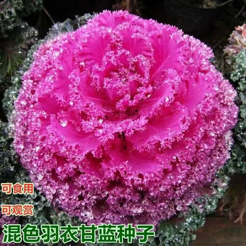 红色羽衣甘蓝种子正品牡丹菜红羽衣种籽阳台盆栽好吃易种蔬菜种
