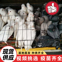 老鸽子种鸽 农村散养土鸽鸽子活体一对 乳鸽现杀孕妇术后食用