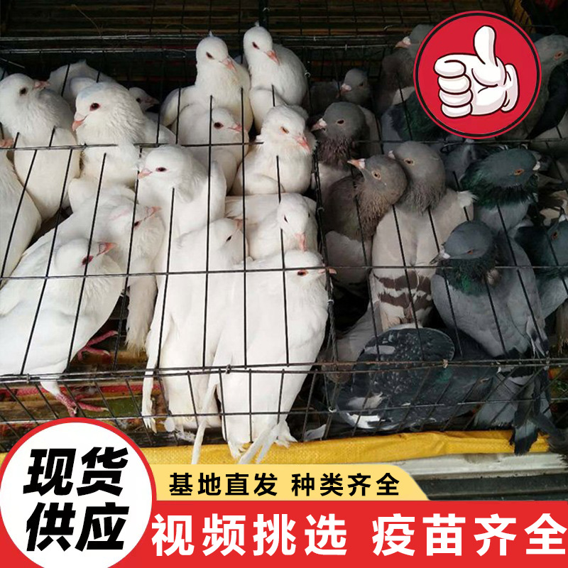 老鸽子种鸽 农村散养土鸽鸽子活体一对 乳鸽现杀孕妇术后食用