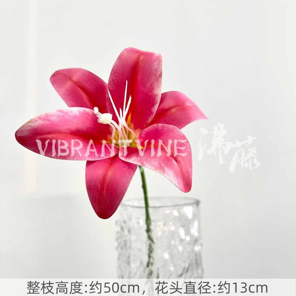 Rose red single lily