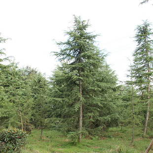 ����ѩ�ɘ���@���ļ�����G���������·�е��쾰�ɘ����ͺ�ѩ��