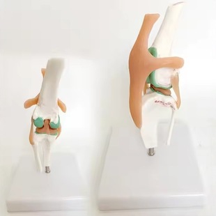 Dog Skeleton Model Dog Knee Joint Dog Joint Dog Ligament Functional Model Dog Skeleton Dog Skeleton Pet Model