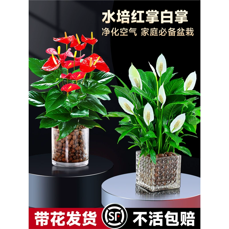 Специальный гидропонный красный пальмовый, белый пальмовый, зеленый горшечный растение, гладкий офисный рабочий стол в помещении, легко выращивается и цветет в любое время года.