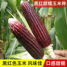 黑紅甜糯玉米種子鮮食高產抗病玉米種籽春季大田基地種植