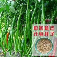 香辣长线辣椒种籽二荆条8819线椒种子春秋种植早熟农家自种辣椒籽