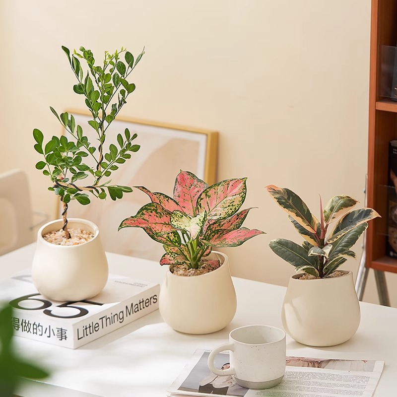 北欧ins春羽吉利红绿植盆栽花卉办公室内桌面摆件净化空气除甲醛