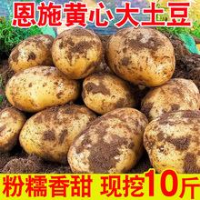 恩施大土豆现挖湖北新鲜黄心土豆10斤当季蔬菜整箱迷你马铃薯洋芋