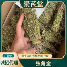 聚芪堂独角金产地货源新货疳积草500g装独脚柑广州清平市场独脚金