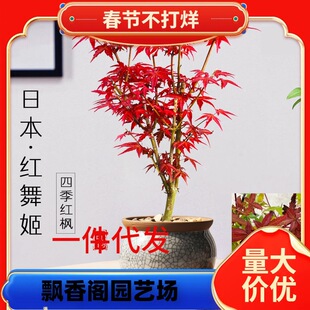 һ�����l�ձ��t���辰ֲ��t�輧�����҃��ļ����B�����̨ͥԺ��
