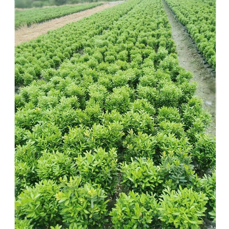 小叶黄杨16杯苗 雀舌黄杨 瓜子黄杨 珍珠黄杨 园林绿化花木苗木