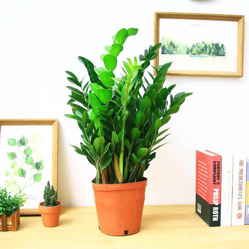 [Gambar utama] Uang pohon 50-60cm (tanah pot asli) pupuk khusus