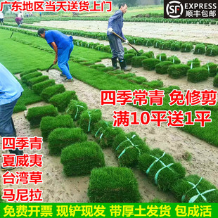 Turf Real Lawn with Soil Courtyard Garden House Taiwan Grass Manila All Year Round Evergreen Engineering Greening