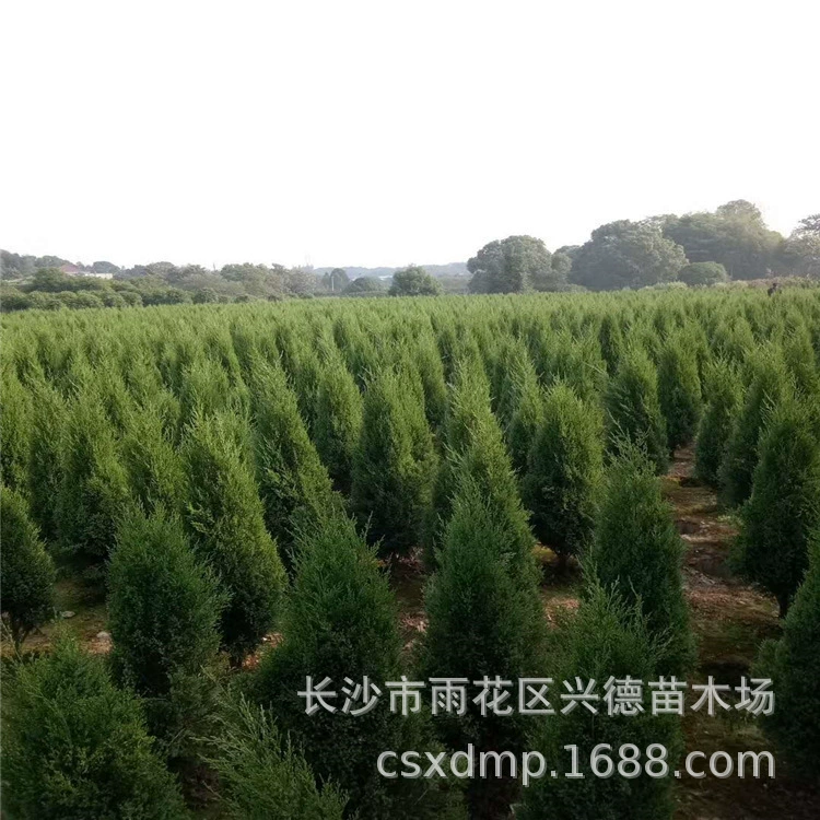 Оптовая продажа сосны и кипариса, шары из хунаньской сосны и кипариса, круглые кипарисы, фигурные шары из кипариса, подходят для крупных продаж.