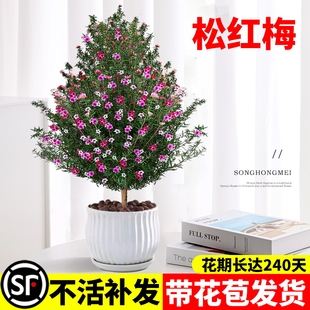 Potted Red Plum with Flower Buds, Mature Large Seedling Flower for Indoor and Outdoor Balcony, Courtyard Ground Planting, Blooms All Seasons, Green Plant