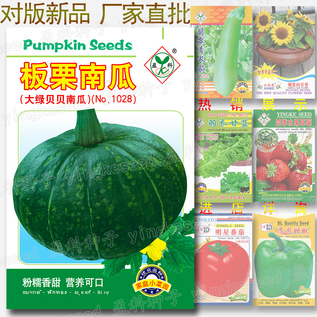 约10粒板栗南瓜种子 粉糯香甜可口 大贝贝种籽板栗味绿贝贝南瓜籽