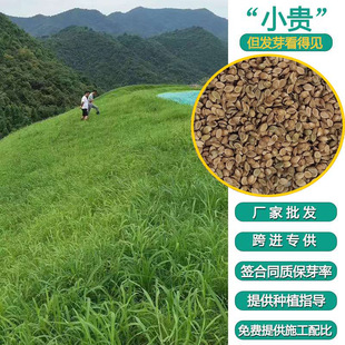 All-Season Baxi Grass Seed Grass Seed Greening Project High Temperature Resistant Mountain Slope Grass Seed Summer Lawn Seed
