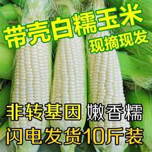 新鲜玉米糯玉米广西农家白10斤现摘粘玉米棒嫩黏包谷2斤特产跨境