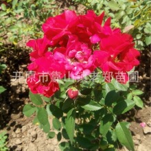 供应耐寒丰花月季北方抗寒玫瑰大花月季粉蝶小苗景观绿化月季杯苗