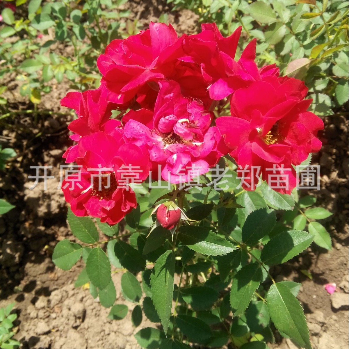 供应耐寒丰花月季北方抗寒玫瑰大花月季粉蝶小苗景观绿化月季杯苗