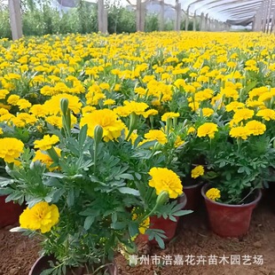 Peacock Grass Marigold Potted Plants for National Day, Seasonal Grass Flowers for All Year Round, Ornamental Flower Projects, Potted Plants