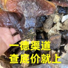 厂家批发大量西藏野生松山灵芝泡酒泡水营养滋补小号中号大号