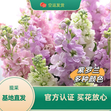 紫罗兰鲜花云南基地发货婚礼婚庆装饰装扮鲜切花家庭真花紫罗兰