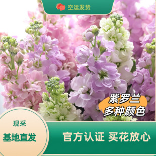 Violet Flowers Yunnan Base Shipping Wedding Wedding Decoration Dress Fresh Cut Flower Family Real Flower Violet