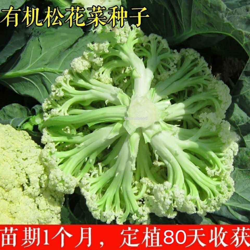 批发蔬菜种松花菜种子散花青梗花椰菜耐寒耐湿菜花蔬菜种子大全
