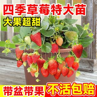Extra Large Strawberry Seedlings, Four-Season Potted Red Cream White Strawberry New Seedlings, Precious Fruit Tree Fruit Seedlings Planted in the North and South