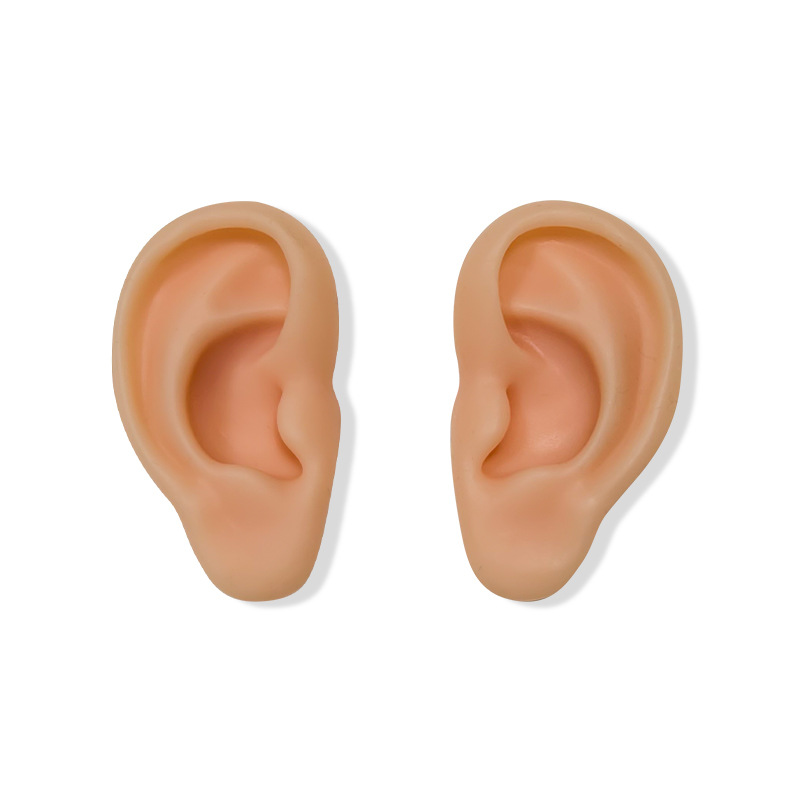 耳つぼモデル教育鍼灸耳偽耳穴モデルシリコン耳モデルシミュレーション耳