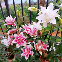 �ٺϷN���ļ��_���҃��⻨�ܾ���������ˮ�ٺϻ��N�Ӻ��B�׻��ذ�