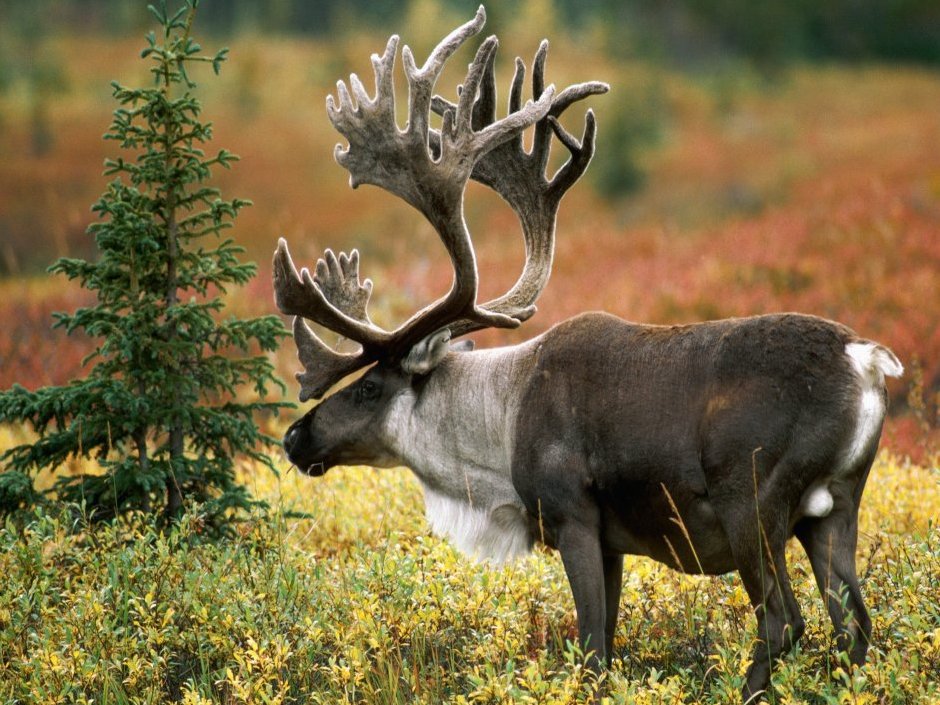 Cross-border 5d Amazon diamante pintura pegatinas hecho a mano DIY animal ladrillo pintura sala de estar pintura decorativa pegatinas al por mayor