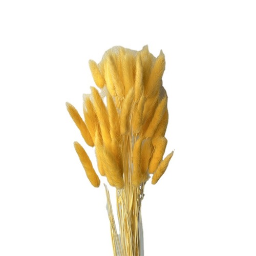 Dried Rabbit Tail Grass Natural True Flower Artificial Flower Preserved Flower DIY Rural Style Ornament Home Decor Mini Preserved Flower