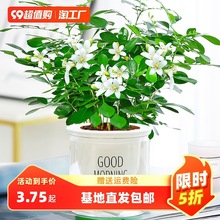 һ�����l���������d�ӻ����Ԏ�����ˮ��ֲ���҃����򻨻ܾGֲ��