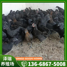 散養綠殼黑蛋雞五黑一綠雞苗五黑蛋雞 小雞苗養殖出售活體五黑雞