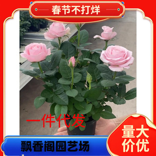 һ�����lõ�廨���ش󻨎��������ܾGֲ�������¼��Nޱ�҃���ͥԺ