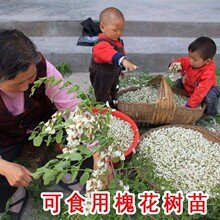 洋槐树苗 洋槐花树 刺槐树槐树苗槐花树苗槐树花苗可以食用果树苗