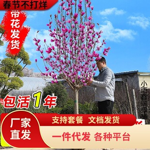 һ�����l���m���玧�����t���S�����m����ͥԺ����G����������ֲ