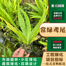 �ؑc�F���Ĵ��Sβ���SβС���Sβ�����Sβ�����Sβ����