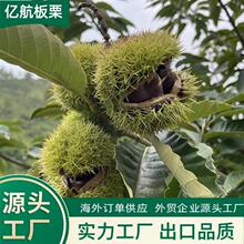 ���ڼ����� [AAA]  40-60/30-40/40-50KG ֧���L�ں���