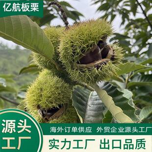 ���ڼ����� [AAA]  40-60/30-40/40-50KG ֧���L�ں���