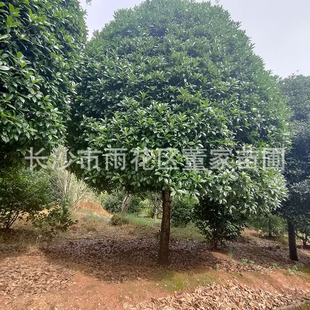 ���Ϲ𻨘���� ���������𻨘��� ���� �ļ��� ���¹����¹����l