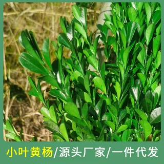 工厂批发小叶黄杨永生花干花插花配材装饰花材diy材料常青树保鲜