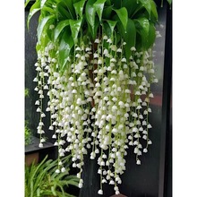 һ�����l20�w��m���玧ѿ�����ͺ�����ֲ���M���ͺ��҃��⻨�ܾG