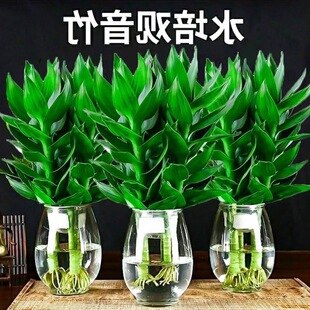 ˮ���^�����҃ȾGֲ�k���ҿ͏d�����ˮ�B���F��̿��